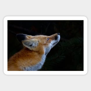 Red Fox, Algonquin Park, Canada Sticker